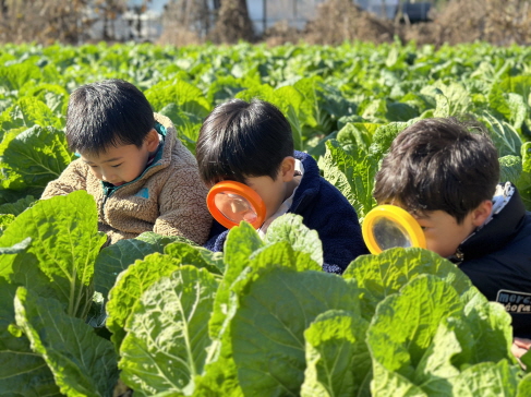 배추를 관찰해요~